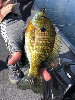 bluegill