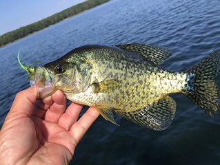 black-crappie