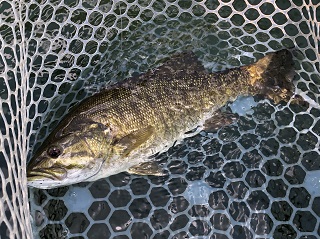 smallmouth-bass