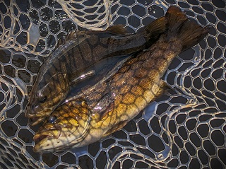smallmouth-bass