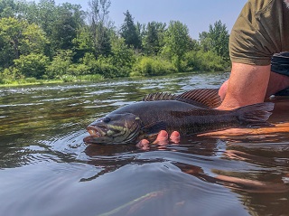 smallmouth-bass