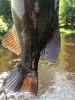 smallmouth-bass