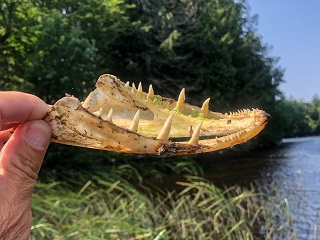 muskellunge