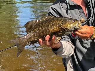 smallmouth-bass