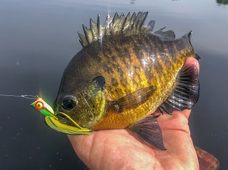 bluegill