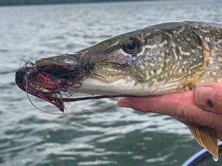 northern-pike