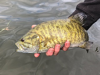 smallmouth-bass