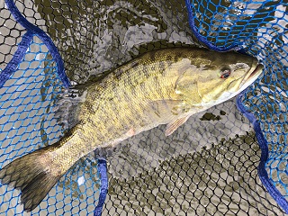 smallmouth-bass
