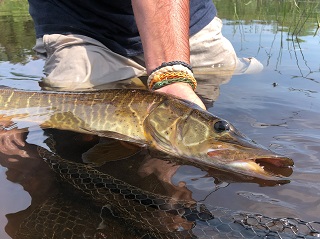 musky-flyfishing
