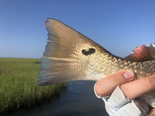 redfish