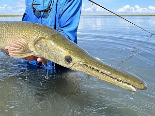 alligator-gar
