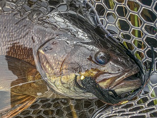 smallmouth-bass-flies