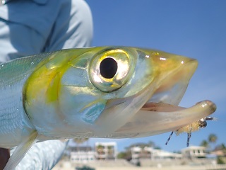 ladyfish