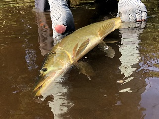 muskellunge