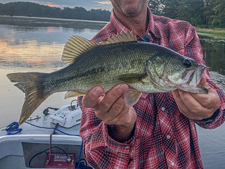 largemouth-bass
