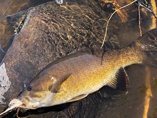 smallmouth-bass