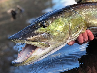 muskellunge