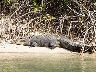 saltwater-crocodile