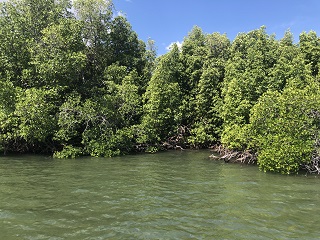 barramundi-flyfishing