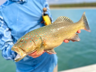 coral-trout