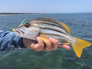Spanish-flag-snapper