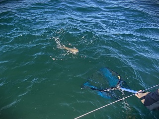 Seeforellen-brown-trout