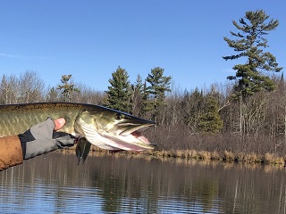 muskellunge