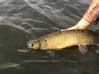 muskellunge