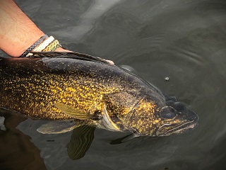 walleye-on-fly