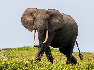 forest-elephant